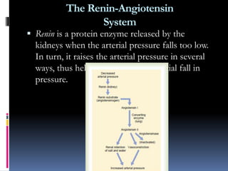 The Renin-Angiotensin
System
 Renin is a protein enzyme released by the
kidneys when the arterial pressure falls too low.
In turn, it raises the arterial pressure in several
ways, thus helping to correct the initial fall in
pressure.
 