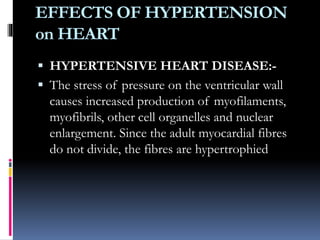 EFFECTS OF HYPERTENSION
on HEART
 HYPERTENSIVE HEART DISEASE:-
 The stress of pressure on the ventricular wall
causes increased production of myofilaments,
myofibrils, other cell organelles and nuclear
enlargement. Since the adult myocardial fibres
do not divide, the fibres are hypertrophied
 