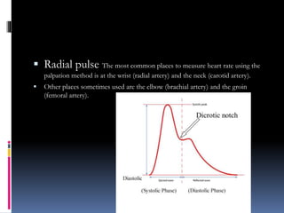  Radial pulse The most common places to measure heart rate using the
palpation method is at the wrist (radial artery) and the neck (carotid artery).
 Other places sometimes used are the elbow (brachial artery) and the groin
(femoral artery).
 