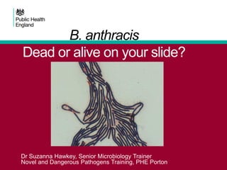 B. anthracis
Dead or alive on your slide?
Dr Suzanna Hawkey, Senior Microbiology Trainer
Novel and Dangerous Pathogens Training, PHE Porton
 