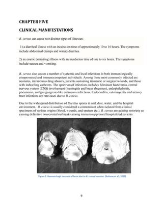 9
CHAPTER FIVE
CLINICAL MANIFESTATIONS
B. cereus can cause two distinct types of illnesses:
1) a diarrheal illness with an incubation time of approximately 10 to 16 hours. The symptoms
include abdominal cramps and watery diarrhea.
2) an emetic (vomiting) illness with an incubation time of one to six hours. The symptoms
include nausea and vomiting.
B. cereus also causes a number of systemic and local infections in both immunologically
compromised and immunocompetent individuals. Among those most commonly infected are
neonates, intravenous drug abusers, patients sustaining traumatic or surgical wounds, and those
with indwelling catheters. The spectrum of infections includes fulminant bacteremia, central
nervous system (CNS) involvement (meningitis and brain abscesses), endophthalmitis,
pneumonia, and gas gangrene-like cutaneous infections. Endocarditis, osteomyelitis and urinary
tract infections are rare cases due to B. cereus.
Due to the widespread distribution of Bacillus spores in soil, dust, water, and the hospital
environment, B. cereus is usually considered a contaminant when isolated from clinical
specimens of various origins (blood, wounds, and sputum etc.). B. cereus are gaining notoriety as
causing definitive nosocomial outbreaks among immunosuppressed hospitalized patients.
Figure 5 Haemorrhagic necrosis of brain due to B. cereus invasion (Bottone et al., 2010)
 