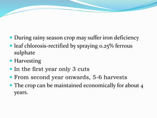  During rainy season crop may suffer iron deficiency
 leaf chlorosis-rectified by spraying 0.25% ferrous
sulphate
 Harvesting
 In the first year only 3 cuts
 From second year onwards, 5-6 harvests
 The crop can be maintained economically for about 4
years.
 