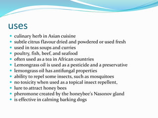 uses
 culinary herb in Asian cuisine
 subtle citrus flavour dried and powdered or used fresh
 used in teas soups and curries
 poultry, fish, beef, and seafood
 often used as a tea in African countries
 Lemongrass oil is used as a pesticide and a preservative
 lemongrass oil has antifungal properties
 ability to repel some insects, such as mosquitoes
 no toxicity when used as a topical insect repellent,
 lure to attract honey bees
 pheromone created by the honeybee's Nasonov gland
 is effective in calming barking dogs
 