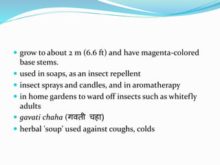  grow to about 2 m (6.6 ft) and have magenta-colored
base stems.
 used in soaps, as an insect repellent
 insect sprays and candles, and in aromatherapy
 in home gardens to ward off insects such as whitefly
adults
 gavati chaha (गवती चहा)
 herbal 'soup' used against coughs, colds
 