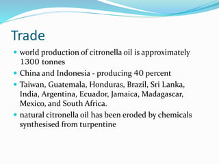 Trade
 world production of citronella oil is approximately
1300 tonnes
 China and Indonesia - producing 40 percent
 Taiwan, Guatemala, Honduras, Brazil, Sri Lanka,
India, Argentina, Ecuador, Jamaica, Madagascar,
Mexico, and South Africa.
 natural citronella oil has been eroded by chemicals
synthesised from turpentine
 