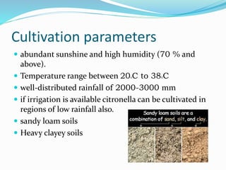 Cultivation parameters
 abundant sunshine and high humidity (70 % and
above).
 Temperature range between 200C to 380C
 well-distributed rainfall of 2000-3000 mm
 if irrigation is available citronella can be cultivated in
regions of low rainfall also.
 sandy loam soils
 Heavy clayey soils
 