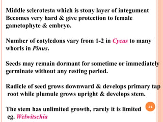 Middle sclerotesta which is stony layer of integument
Becomes very hard & give protection to female
gametophyte & embryo.
Number of cotyledons vary from 1-2 in Cycas to many
whorls in Pinus.
Seeds may remain dormant for sometime or immediately
germinate without any resting period.
Radicle of seed grows downward & develops primary tap
root while plumule grows upright & develops stem.
The stem has unlimited growth, rarely it is limited
eg. Welwitschia
11
 