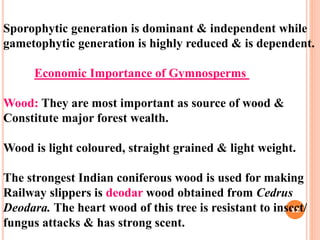 Sporophytic generation is dominant & independent while
gametophytic generation is highly reduced & is dependent.
Economic Importance of Gymnosperms
Wood: They are most important as source of wood &
Constitute major forest wealth.
Wood is light coloured, straight grained & light weight.
The strongest Indian coniferous wood is used for making
Railway slippers is deodar wood obtained from Cedrus
Deodara. The heart wood of this tree is resistant to insect/
fungus attacks & has strong scent.
12
 