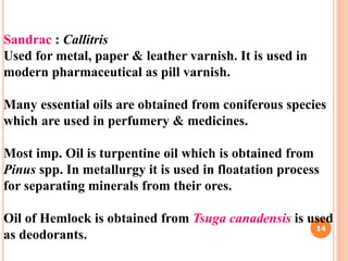 Sandrac : Callitris
Used for metal, paper & leather varnish. It is used in
modern pharmaceutical as pill varnish.
Many essential oils are obtained from coniferous species
which are used in perfumery & medicines.
Most imp. Oil is turpentine oil which is obtained from
Pinus spp. In metallurgy it is used in floatation process
for separating minerals from their ores.
Oil of Hemlock is obtained from Tsuga canadensis is used
as deodorants.
14
 