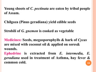 Young shoots of C. pectinata are eaten by tribal people
of Assam.
Chilgoza (Pinus geradiana) yield edible seeds
Strobili of G. gnemon is cooked as vegetable
Medicines: Seeds, megasporophylls & bark of Cycas
are mixed with coconut oil & applied on sores&
wounds.
Ephedrine is extracted from E. intermedia, E.
geradiana used in treatment of Asthma, hay fever &
common cold. 16
 
