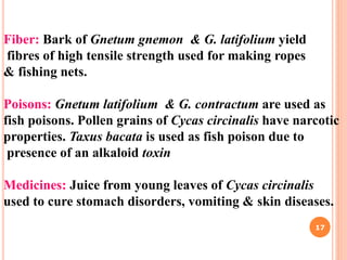 Fiber: Bark of Gnetum gnemon & G. latifolium yield
fibres of high tensile strength used for making ropes
& fishing nets.
Poisons: Gnetum latifolium & G. contractum are used as
fish poisons. Pollen grains of Cycas circinalis have narcotic
properties. Taxus bacata is used as fish poison due to
presence of an alkaloid toxin
Medicines: Juice from young leaves of Cycas circinalis
used to cure stomach disorders, vomiting & skin diseases.
17
 