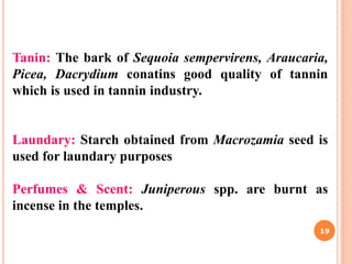 Tanin: The bark of Sequoia sempervirens, Araucaria,
Picea, Dacrydium conatins good quality of tannin
which is used in tannin industry.
Laundary: Starch obtained from Macrozamia seed is
used for laundary purposes
Perfumes & Scent: Juniperous spp. are burnt as
incense in the temples.
19
 