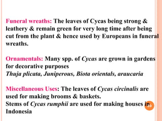 Funeral wreaths: The leaves of Cycas being strong &
leathery & remain green for very long time after being
cut from the plant & hence used by Europeans in funeral
wreaths.
Ornamentals: Many spp. of Cycas are grown in gardens
for decorative purposes
Thuja plicata, Juniperous, Biota orientals, araucaria
Miscellaneous Uses: The leaves of Cycas circinalis are
used for making brooms & baskets.
Stems of Cycas rumphii are used for making houses in
Indonesia
20
 