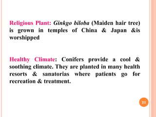 Religious Plant: Ginkgo biloba (Maiden hair tree)
is grown in temples of China & Japan &is
worshipped
Healthy Climate: Conifers provide a cool &
soothing climate. They are planted in many health
resorts & sanatorias where patients go for
recreation & treatment.
21
 