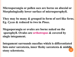 Microsporangia or pollen sacs are borne on abaxial or
Morphologically lower surface of microsporophyll.
They may be many & grouped in form of sori like ferns.
Eg. Cycas & reduced to two in Pinus.
Megasporangia or ovules are borne naked on the
sporophyll. Ovules are orthotropus & covered by
single integument.
Integument surrounds nucellus which is differentiated
Into outer sarcotesta, inner fleshy sarcotesta & middle
stony sclerotesta. 6
 