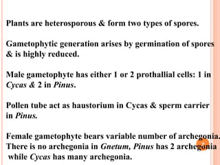 Plants are heterosporous & form two types of spores.
Gametophytic generation arises by germination of spores
& is highly reduced.
Male gametophyte has either 1 or 2 prothallial cells: 1 in
Cycas & 2 in Pinus.
Pollen tube act as haustorium in Cycas & sperm carrier
in Pinus.
Female gametophyte bears variable number of archegonia.
There is no archegonia in Gnetum, Pinus has 2 archegonia
while Cycas has many archegonia.
7
 