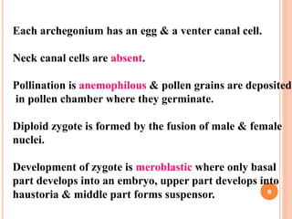 Each archegonium has an egg & a venter canal cell.
Neck canal cells are absent.
Pollination is anemophilous & pollen grains are deposited
in pollen chamber where they germinate.
Diploid zygote is formed by the fusion of male & female
nuclei.
Development of zygote is meroblastic where only basal
part develops into an embryo, upper part develops into
haustoria & middle part forms suspensor. 8
 