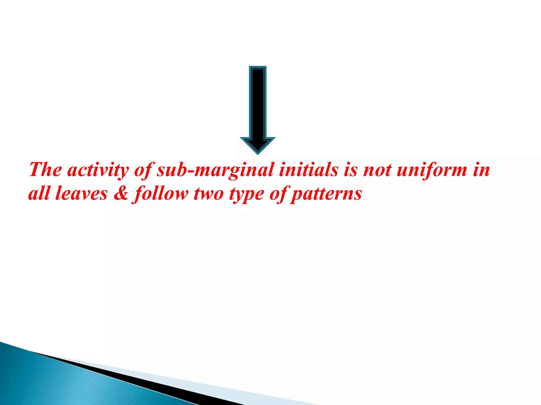 The activity of sub-marginal initials is not uniform in
all leaves & follow two type of patterns
 