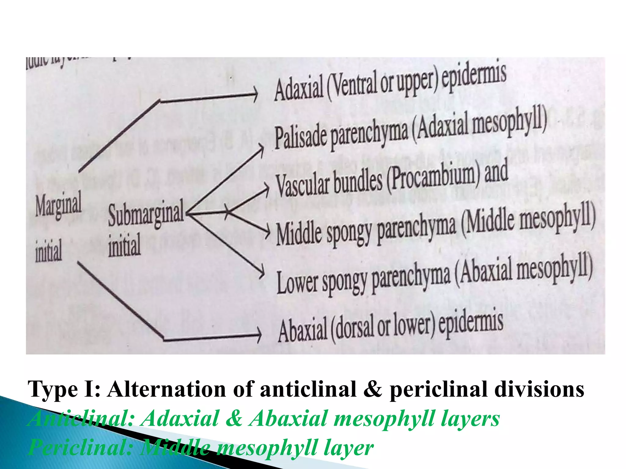 Type I: Alternation of anticlinal & periclinal divisions
Anticlinal: Adaxial & Abaxial mesophyll layers
Periclinal: Middle mesophyll layer
 