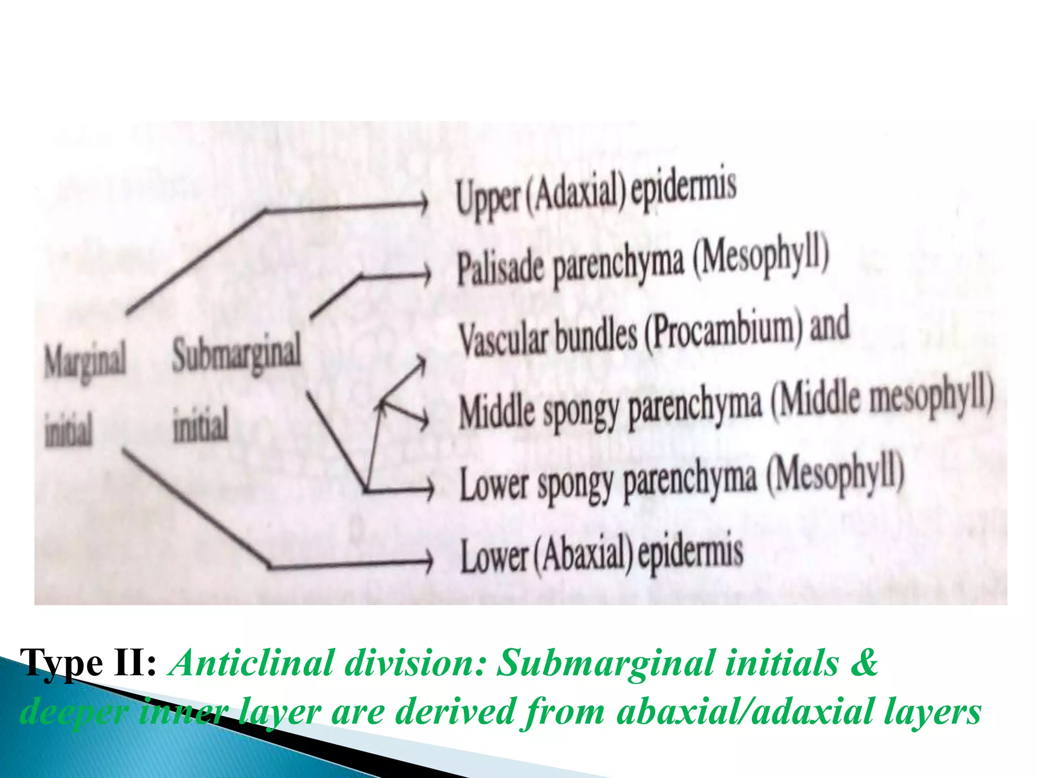 Type II: Anticlinal division: Submarginal initials &
deeper inner layer are derived from abaxial/adaxial layers
 