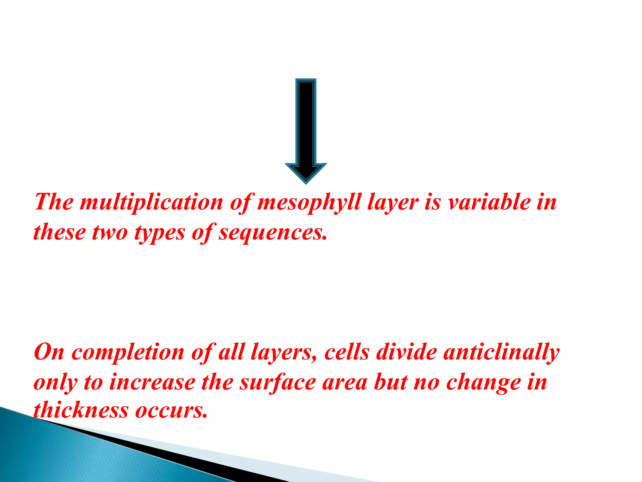 The multiplication of mesophyll layer is variable in
these two types of sequences.
On completion of all layers, cells divide anticlinally
only to increase the surface area but no change in
thickness occurs.
 