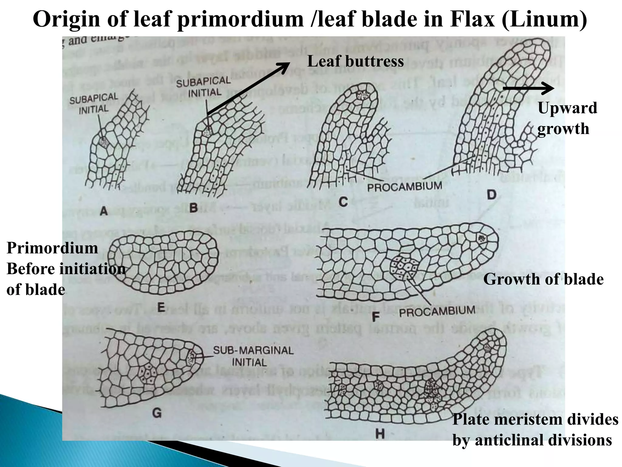 Origin of leaf primordium /leaf blade in Flax (Linum)
Leaf buttress
Upward
growth
Primordium
Before initiation
of blade
Growth of blade
Plate meristem divides
by anticlinal divisions
 