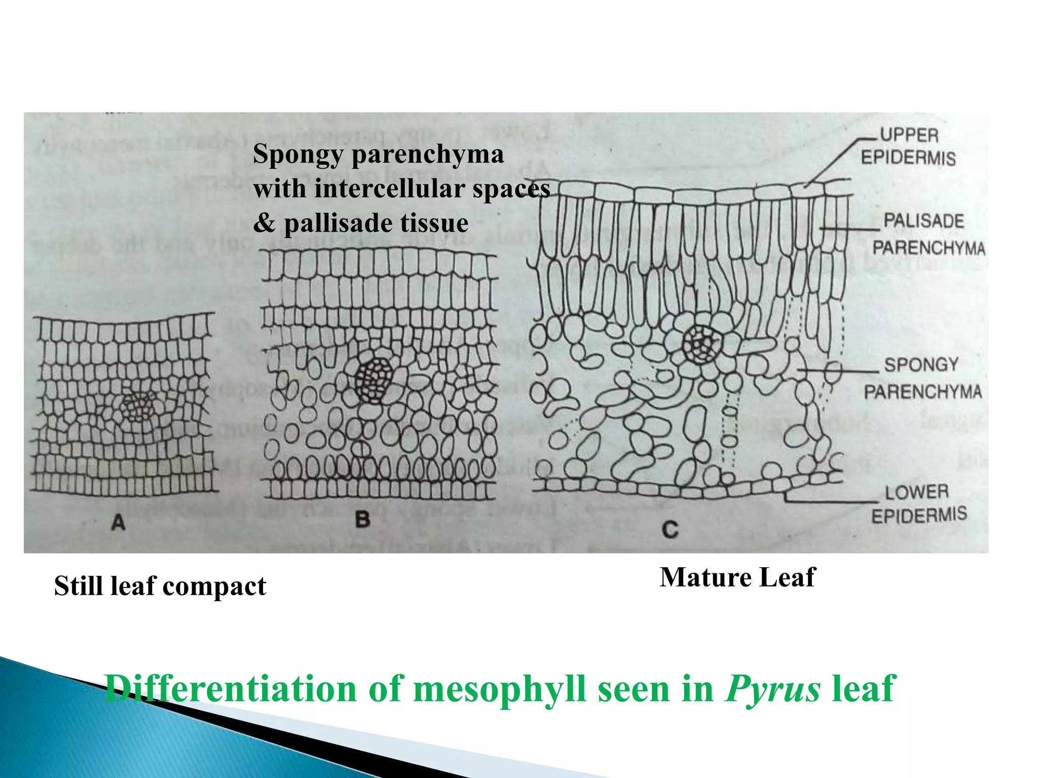 Still leaf compact
Spongy parenchyma
with intercellular spaces
& pallisade tissue
Mature Leaf
Differentiation of mesophyll seen in Pyrus leaf
 