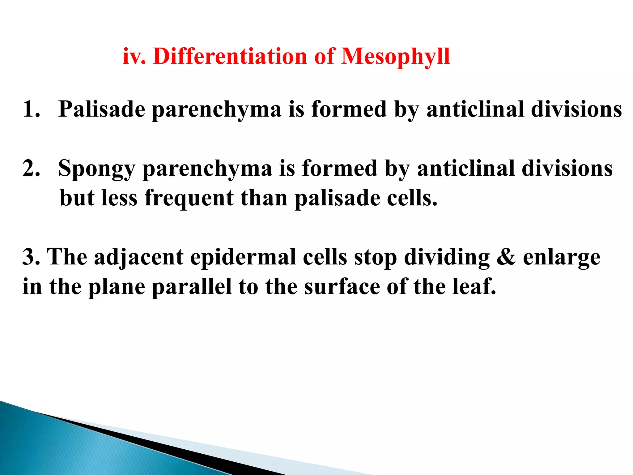 iv. Differentiation of Mesophyll
1. Palisade parenchyma is formed by anticlinal divisions
2. Spongy parenchyma is formed by anticlinal divisions
but less frequent than palisade cells.
3. The adjacent epidermal cells stop dividing & enlarge
in the plane parallel to the surface of the leaf.
 