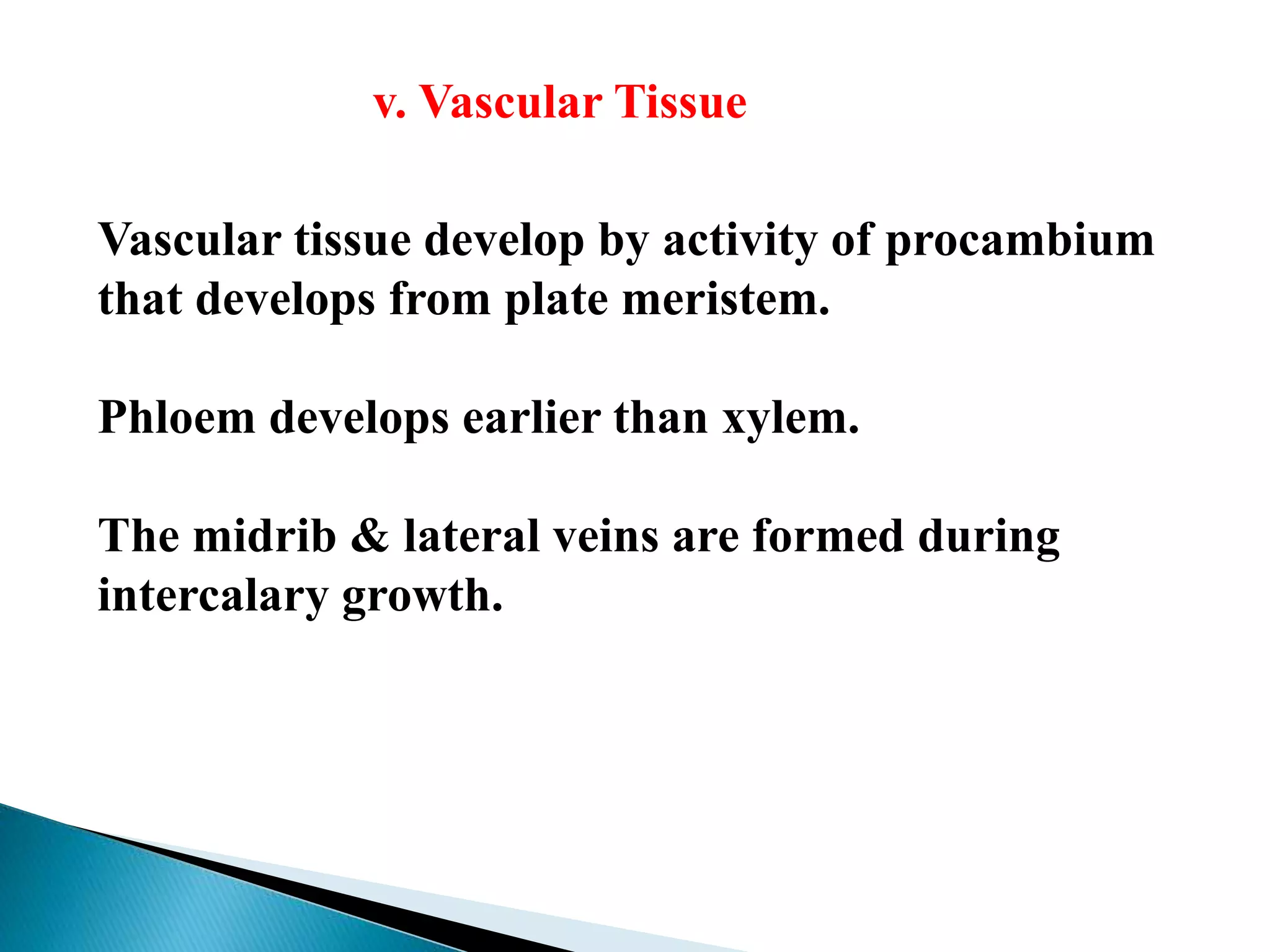 v. Vascular Tissue
Vascular tissue develop by activity of procambium
that develops from plate meristem.
Phloem develops earlier than xylem.
The midrib & lateral veins are formed during
intercalary growth.
 