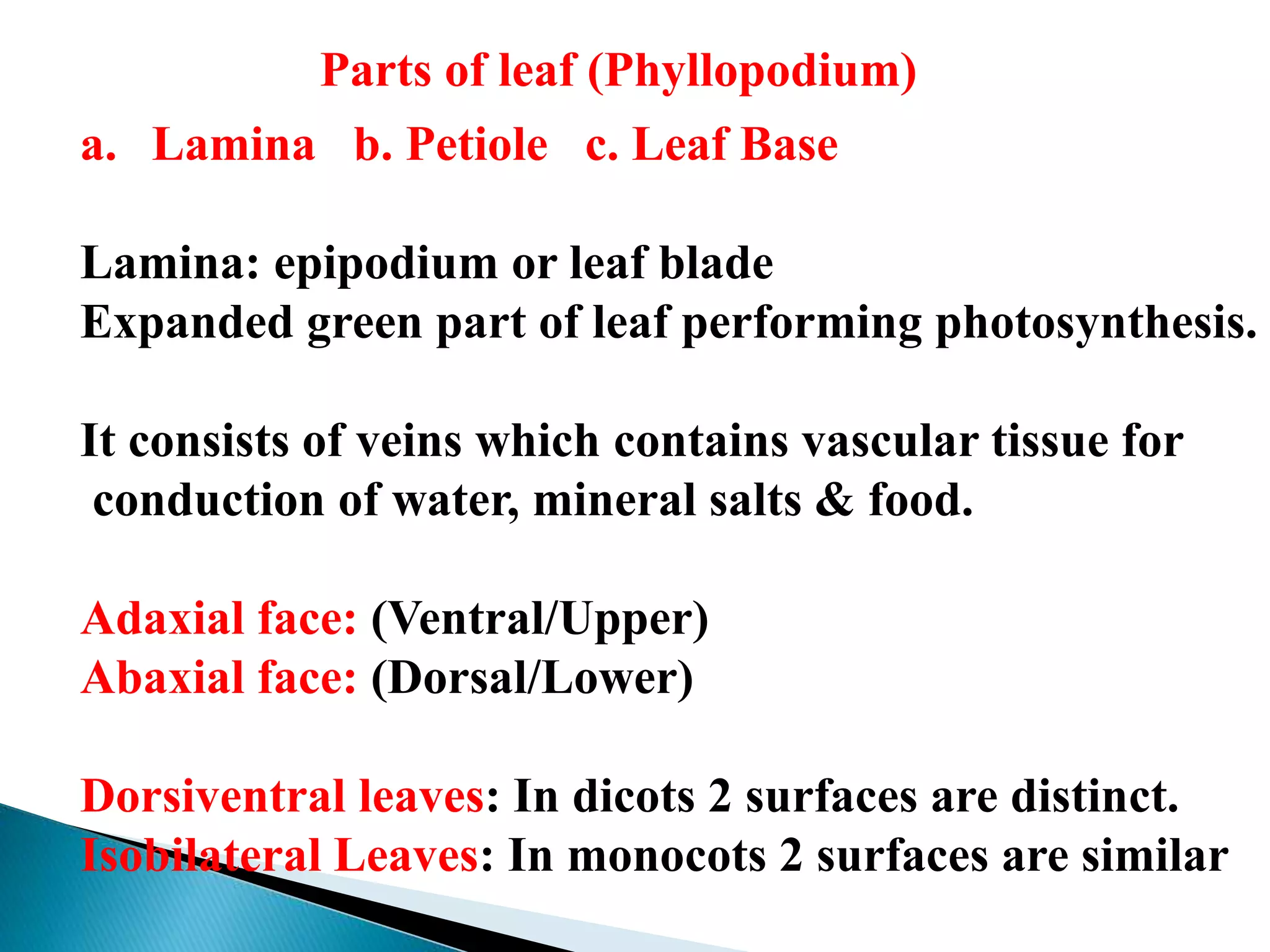 Parts of leaf (Phyllopodium)
a. Lamina b. Petiole c. Leaf Base
Lamina: epipodium or leaf blade
Expanded green part of leaf performing photosynthesis.
It consists of veins which contains vascular tissue for
conduction of water, mineral salts & food.
Adaxial face: (Ventral/Upper)
Abaxial face: (Dorsal/Lower)
Dorsiventral leaves: In dicots 2 surfaces are distinct.
Isobilateral Leaves: In monocots 2 surfaces are similar
 