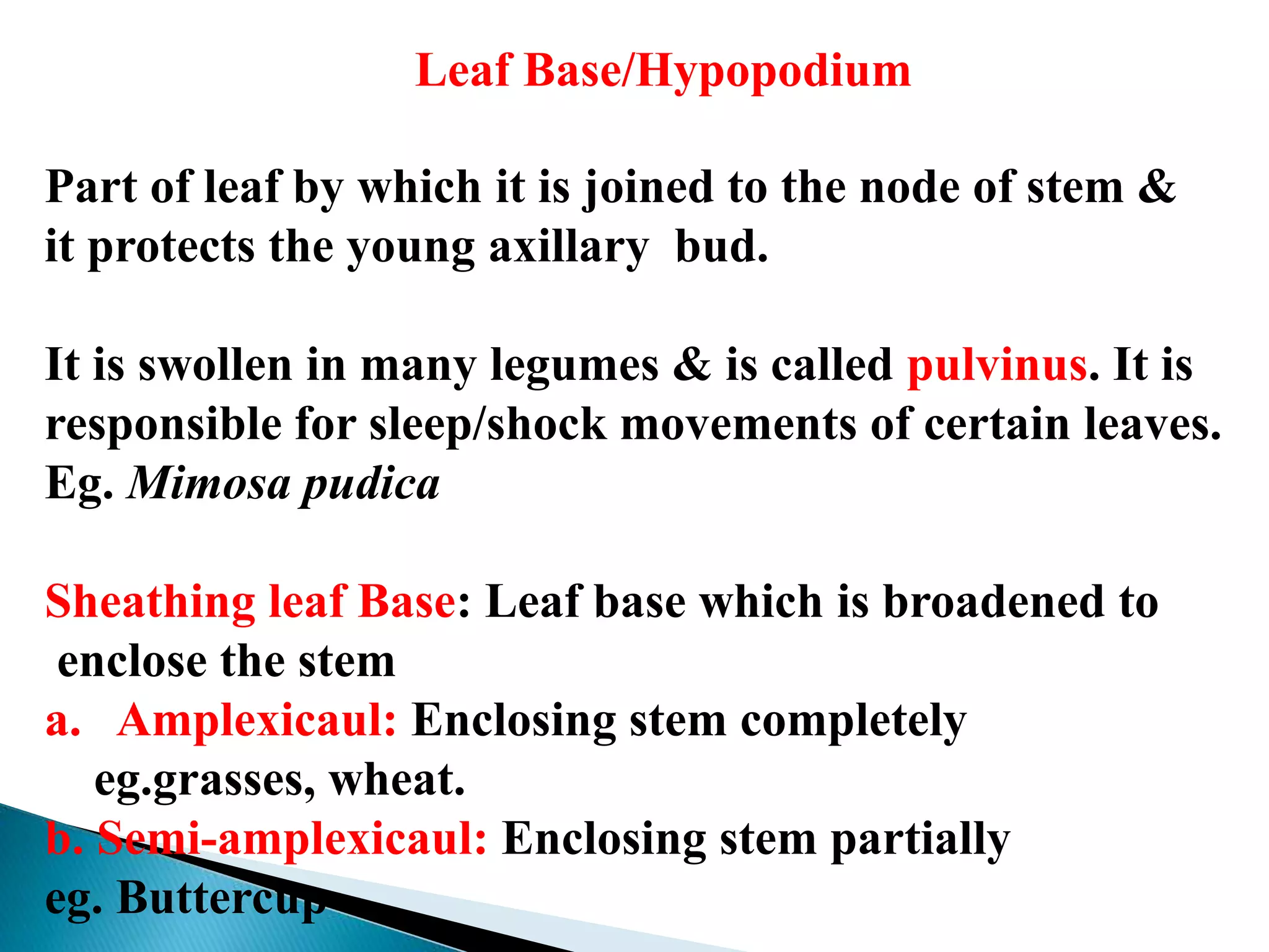 Leaf Base/Hypopodium
Part of leaf by which it is joined to the node of stem &
it protects the young axillary bud.
It is swollen in many legumes & is called pulvinus. It is
responsible for sleep/shock movements of certain leaves.
Eg. Mimosa pudica
Sheathing leaf Base: Leaf base which is broadened to
enclose the stem
a. Amplexicaul: Enclosing stem completely
eg.grasses, wheat.
b. Semi-amplexicaul: Enclosing stem partially
eg. Buttercup
 