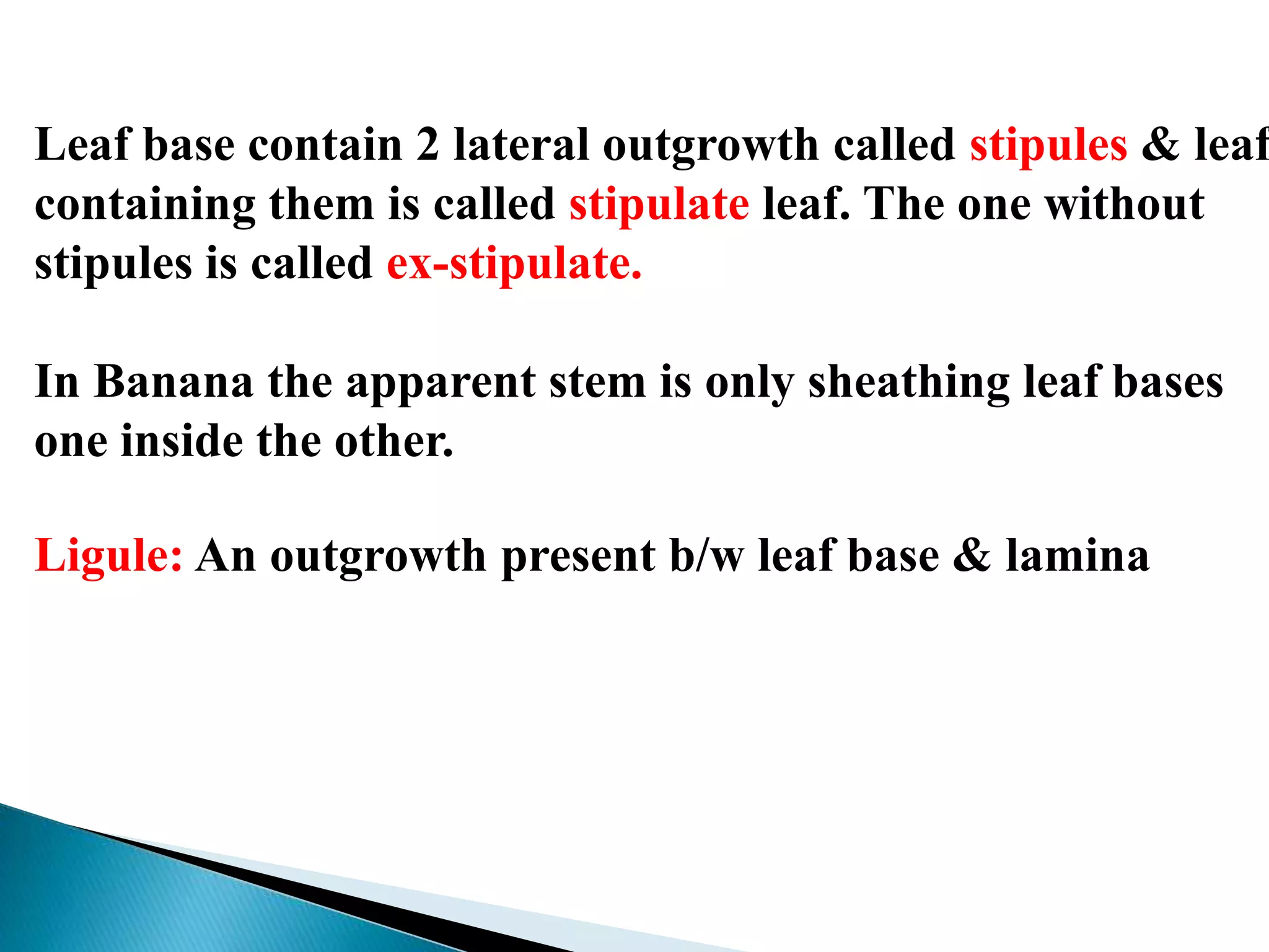 Leaf base contain 2 lateral outgrowth called stipules & leaf
containing them is called stipulate leaf. The one without
stipules is called ex-stipulate.
In Banana the apparent stem is only sheathing leaf bases
one inside the other.
Ligule: An outgrowth present b/w leaf base & lamina
 