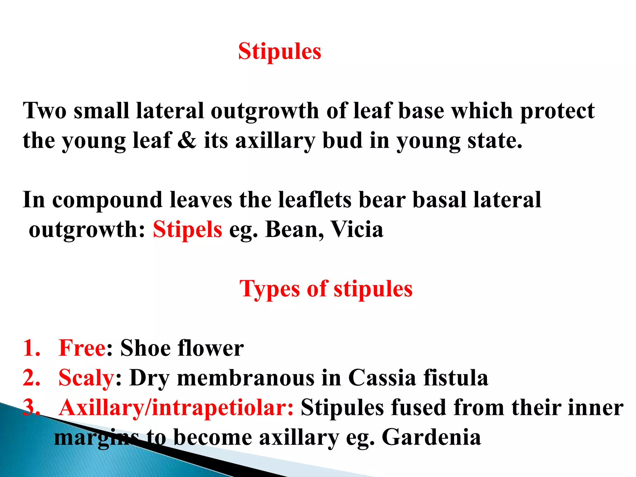 Stipules
Two small lateral outgrowth of leaf base which protect
the young leaf & its axillary bud in young state.
In compound leaves the leaflets bear basal lateral
outgrowth: Stipels eg. Bean, Vicia
Types of stipules
1. Free: Shoe flower
2. Scaly: Dry membranous in Cassia fistula
3. Axillary/intrapetiolar: Stipules fused from their inner
margins to become axillary eg. Gardenia
 