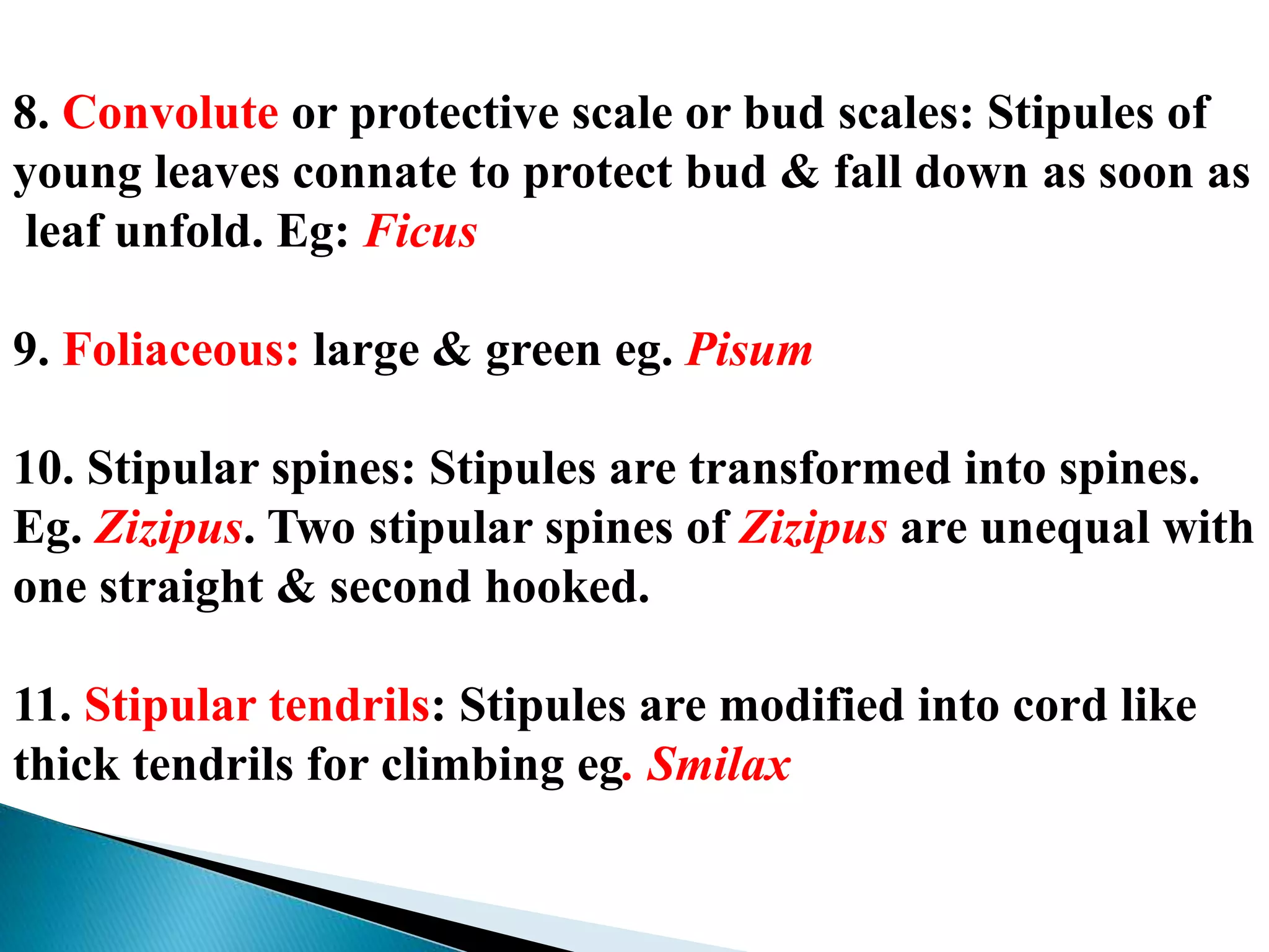 8. Convolute or protective scale or bud scales: Stipules of
young leaves connate to protect bud & fall down as soon as
leaf unfold. Eg: Ficus
9. Foliaceous: large & green eg. Pisum
10. Stipular spines: Stipules are transformed into spines.
Eg. Zizipus. Two stipular spines of Zizipus are unequal with
one straight & second hooked.
11. Stipular tendrils: Stipules are modified into cord like
thick tendrils for climbing eg. Smilax
 