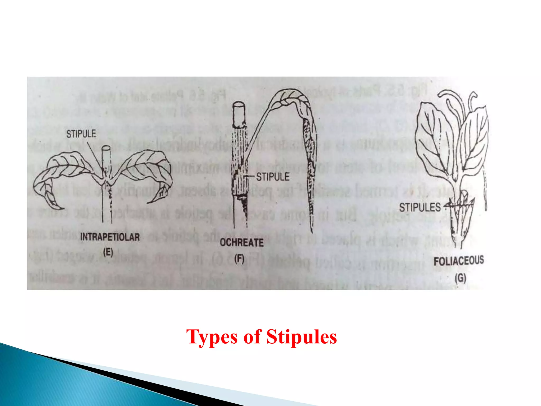 Types of Stipules
 
