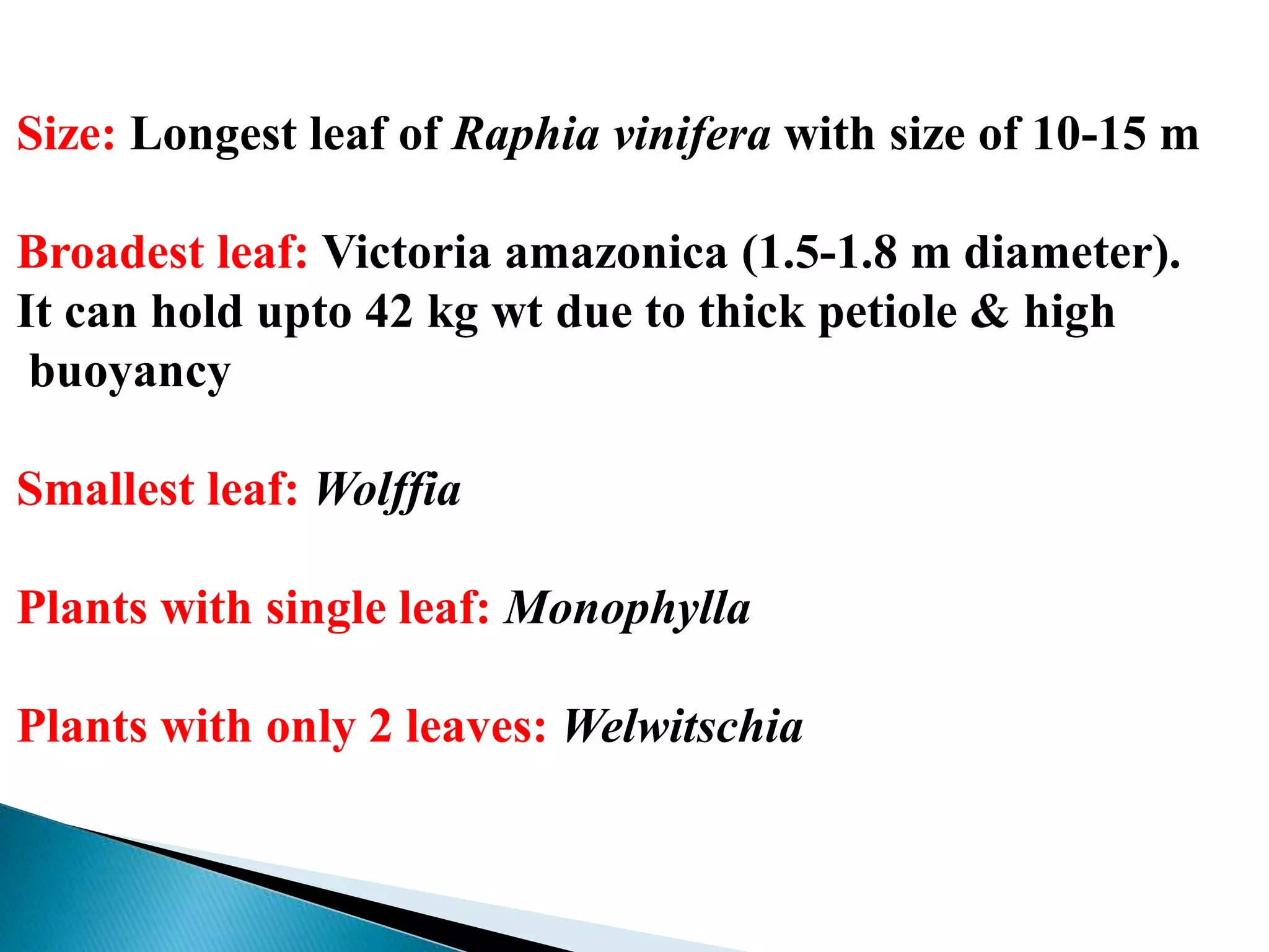 Size: Longest leaf of Raphia vinifera with size of 10-15 m
Broadest leaf: Victoria amazonica (1.5-1.8 m diameter).
It can hold upto 42 kg wt due to thick petiole & high
buoyancy
Smallest leaf: Wolffia
Plants with single leaf: Monophylla
Plants with only 2 leaves: Welwitschia
 