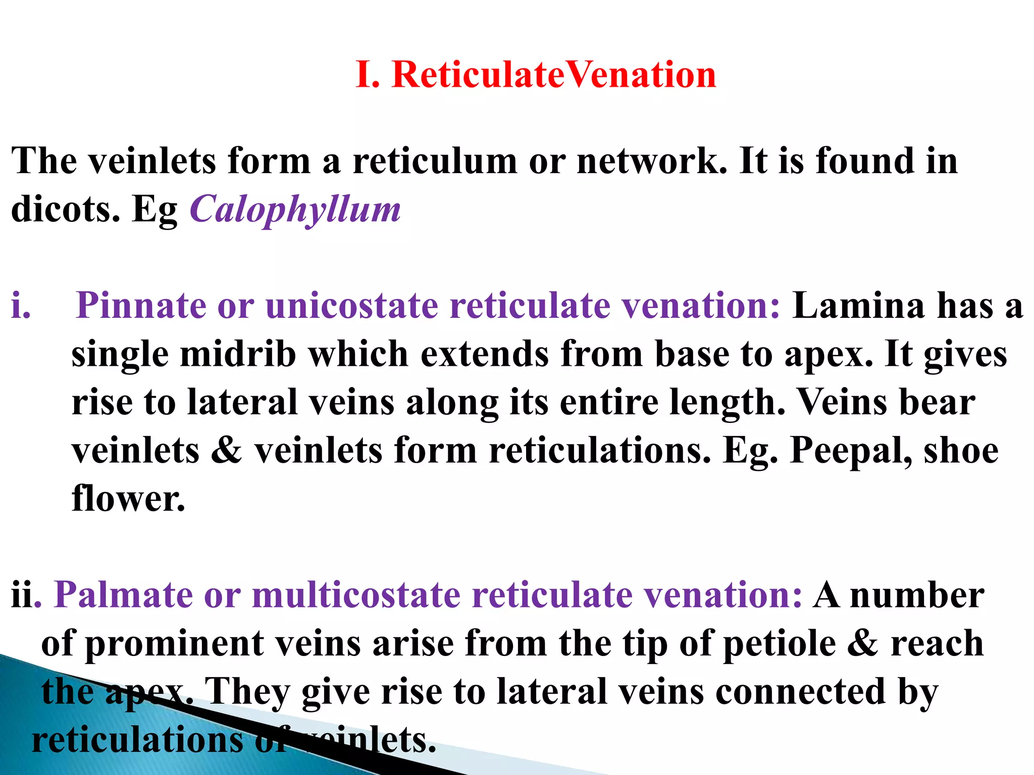 I. ReticulateVenation
The veinlets form a reticulum or network. It is found in
dicots. Eg Calophyllum
i. Pinnate or unicostate reticulate venation: Lamina has a
single midrib which extends from base to apex. It gives
rise to lateral veins along its entire length. Veins bear
veinlets & veinlets form reticulations. Eg. Peepal, shoe
flower.
ii. Palmate or multicostate reticulate venation: A number
of prominent veins arise from the tip of petiole & reach
the apex. They give rise to lateral veins connected by
reticulations of veinlets.
 