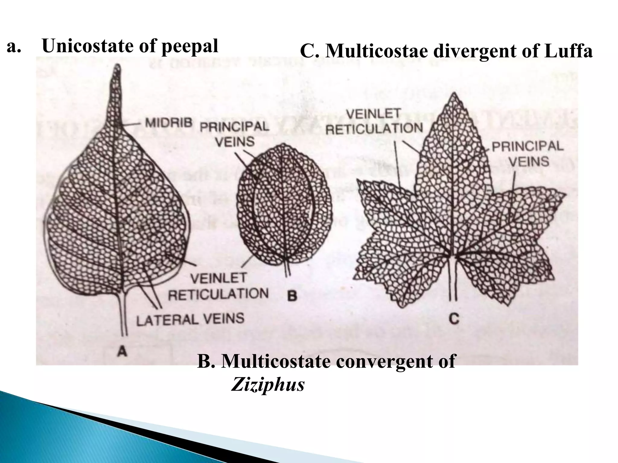 a. Unicostate of peepal
B. Multicostate convergent of
Ziziphus
C. Multicostae divergent of Luffa
 