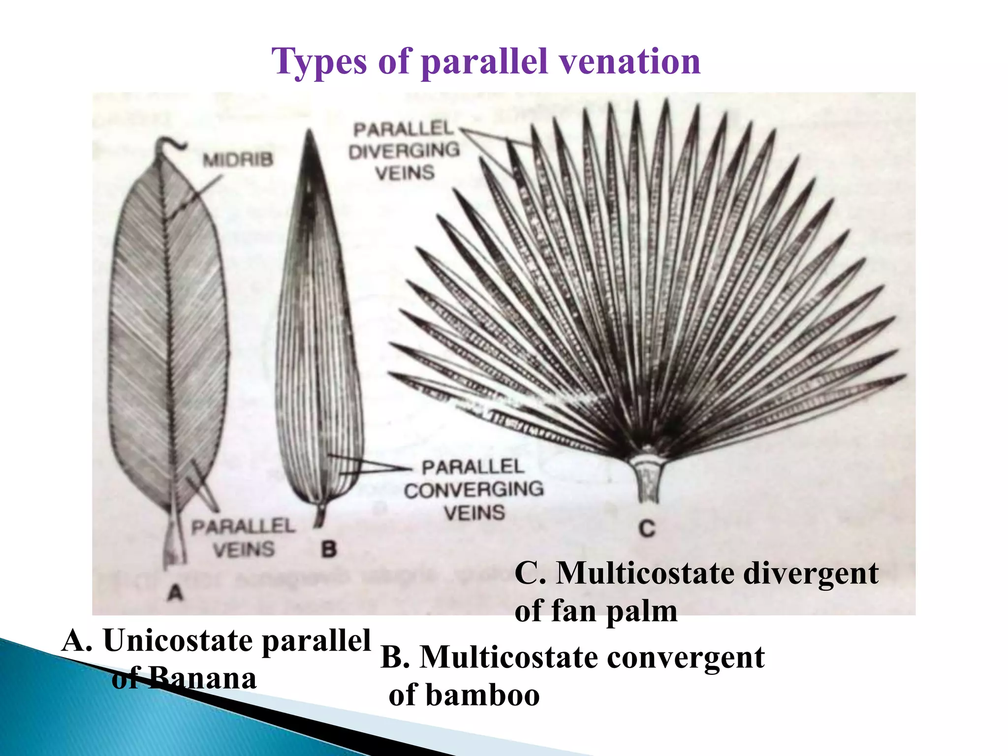 A. Unicostate parallel
of Banana
B. Multicostate convergent
of bamboo
C. Multicostate divergent
of fan palm
Types of parallel venation
 