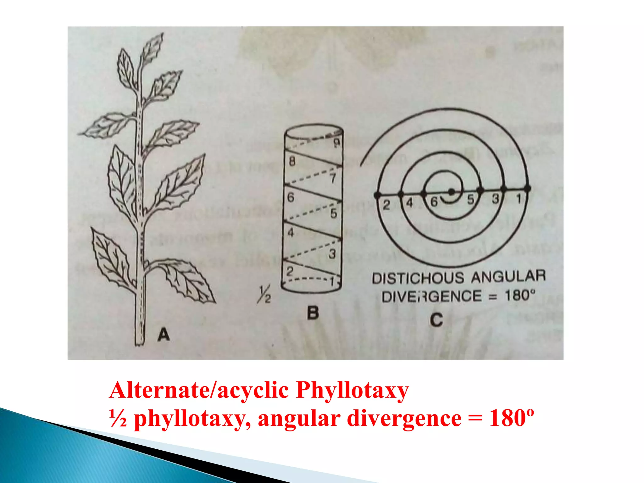 Alternate/acyclic Phyllotaxy
½ phyllotaxy, angular divergence = 180º
 
