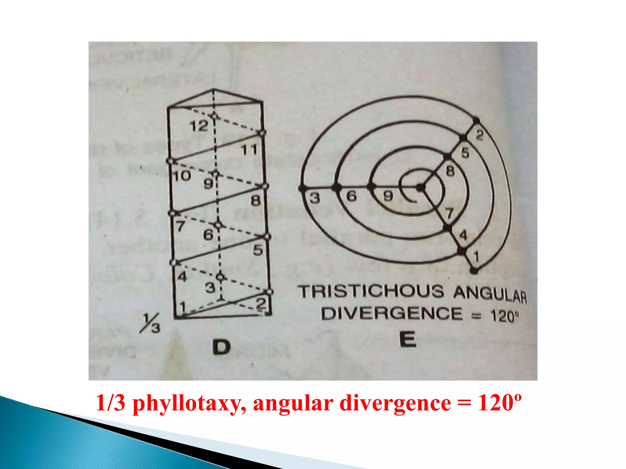 1/3 phyllotaxy, angular divergence = 120º
 