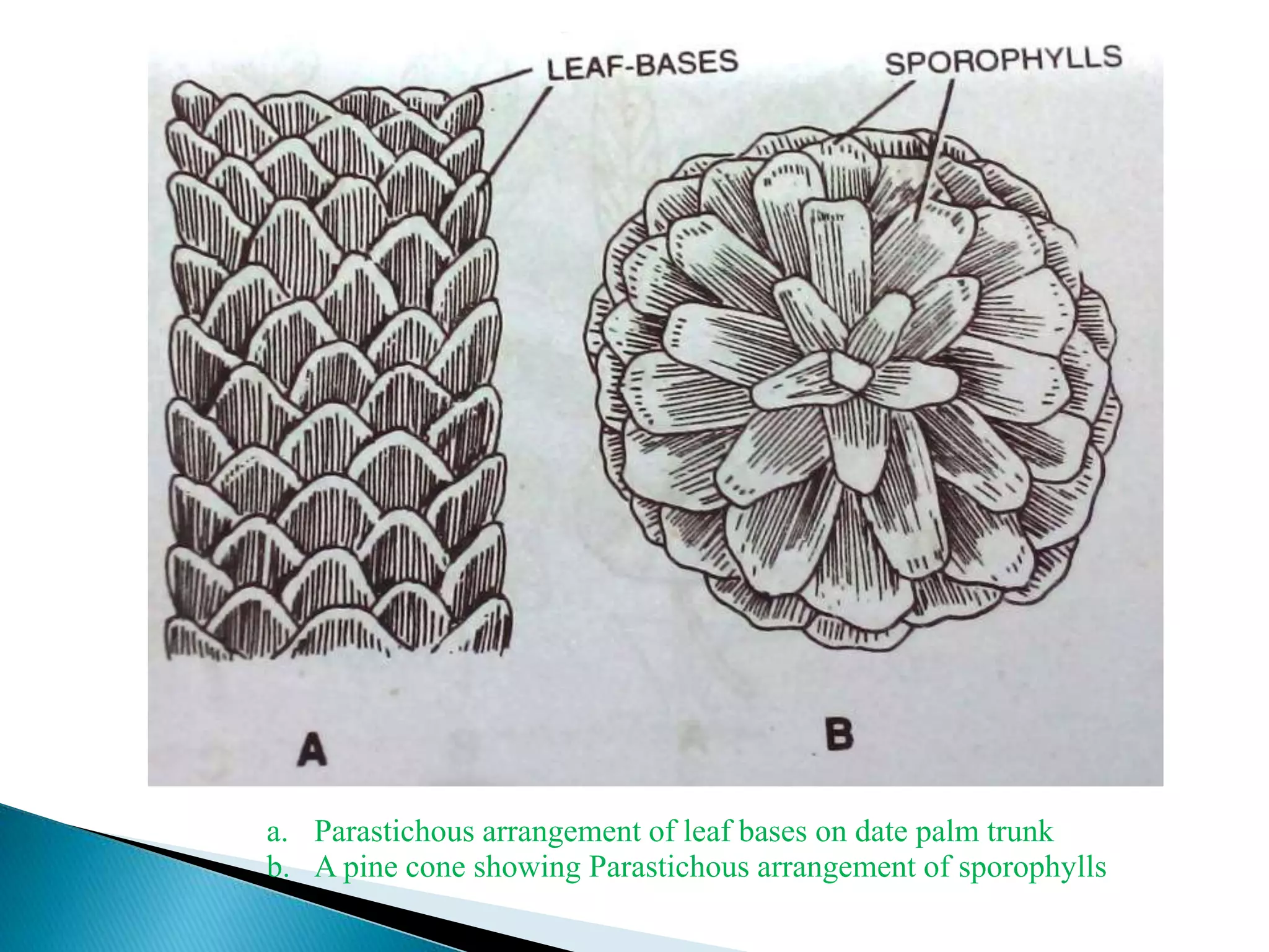 a. Parastichous arrangement of leaf bases on date palm trunk
b. A pine cone showing Parastichous arrangement of sporophylls
 