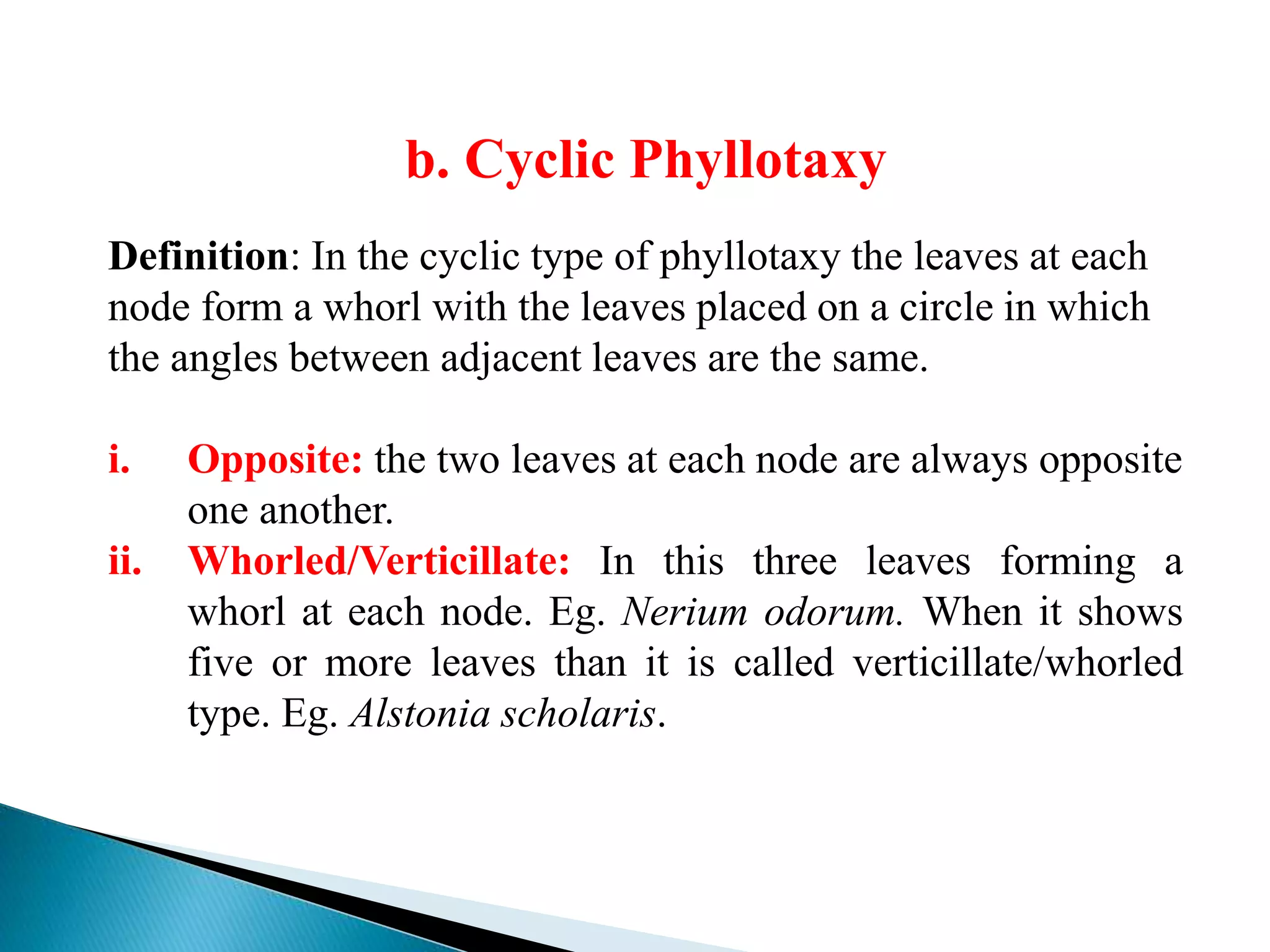 b. Cyclic Phyllotaxy
Definition: In the cyclic type of phyllotaxy the leaves at each
node form a whorl with the leaves placed on a circle in which
the angles between adjacent leaves are the same.
i. Opposite: the two leaves at each node are always opposite
one another.
ii. Whorled/Verticillate: In this three leaves forming a
whorl at each node. Eg. Nerium odorum. When it shows
five or more leaves than it is called verticillate/whorled
type. Eg. Alstonia scholaris.
 