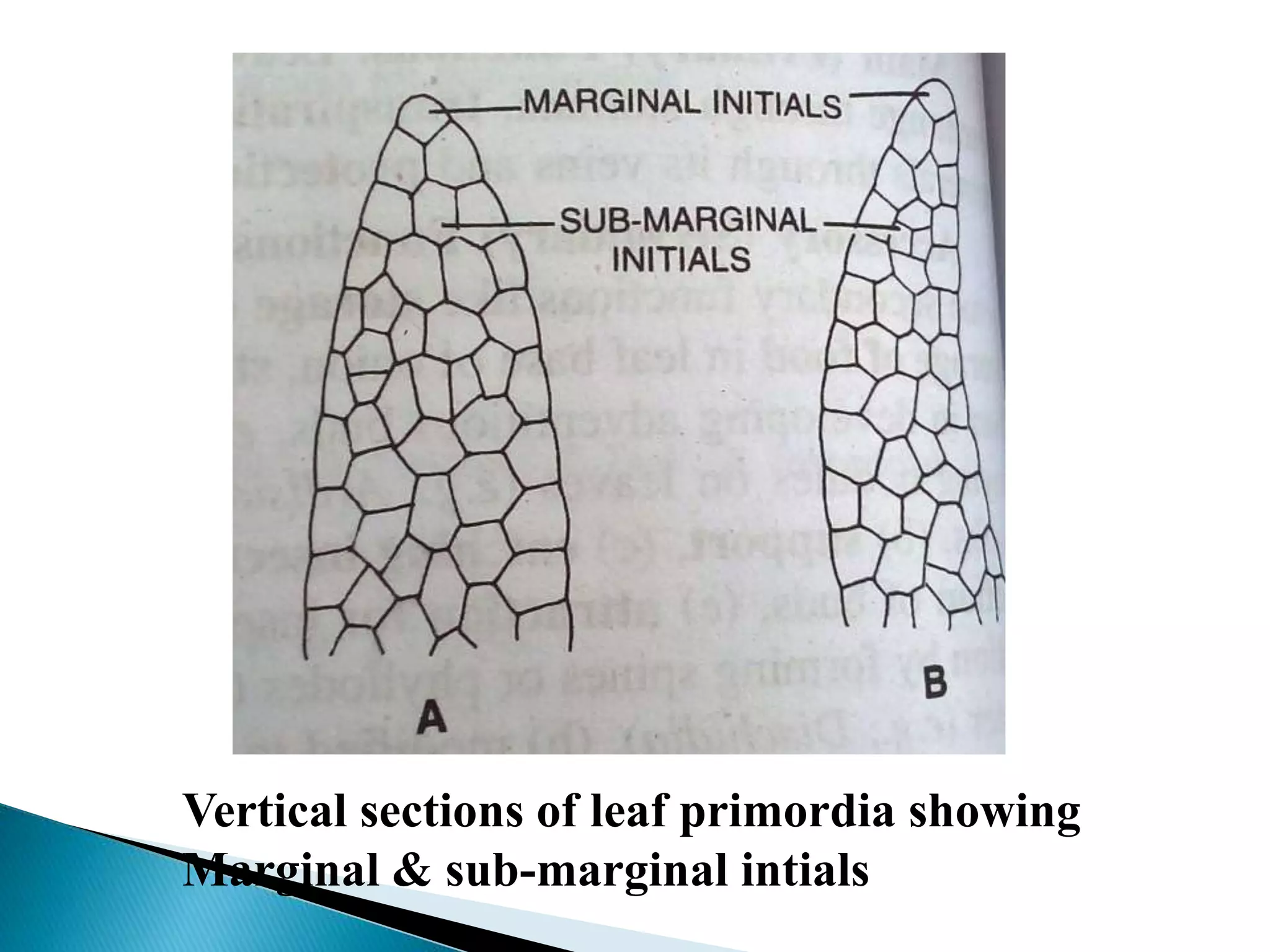 Vertical sections of leaf primordia showing
Marginal & sub-marginal intials
 