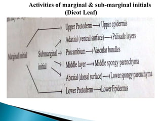 Activities of marginal & sub-marginal initials
(Dicot Leaf)
 