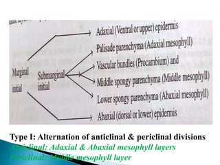 Type I: Alternation of anticlinal & periclinal divisions
Anticlinal: Adaxial & Abaxial mesophyll layers
Periclinal: Middle mesophyll layer
 