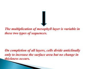 The multiplication of mesophyll layer is variable in
these two types of sequences.
On completion of all layers, cells divide anticlinally
only to increase the surface area but no change in
thickness occurs.
 