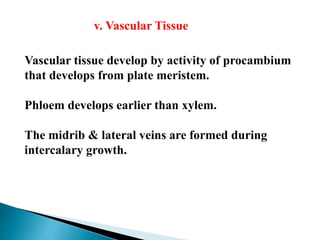 v. Vascular Tissue
Vascular tissue develop by activity of procambium
that develops from plate meristem.
Phloem develops earlier than xylem.
The midrib & lateral veins are formed during
intercalary growth.
 