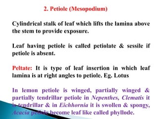 2. Petiole (Mesopodium)
Cylindrical stalk of leaf which lifts the lamina above
the stem to provide exposure.
Leaf having petiole is called petiolate & sessile if
petiole is absent.
Peltate: It is type of leaf insertion in which leaf
lamina is at right angles to petiole. Eg. Lotus
In lemon petiole is winged, partially winged &
partially tendrillar petiole in Nepenthes, Clematis it
is tendrillar & in Eichhornia it is swollen & spongy,
Acacia petiole become leaf like called phyllode.
 
