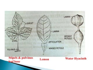 Lemon Water HyacinthStipels & pulvinus
leaf base
 